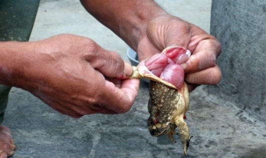 Cho trẻ ăn thịt cóc - Thận trọng kẻo gây họa cho con!