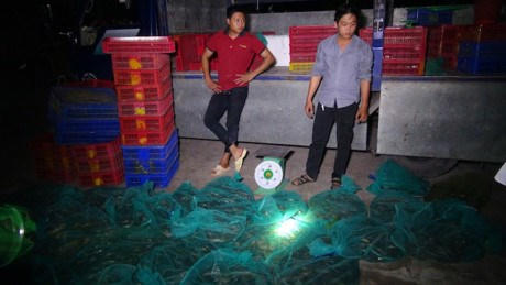 Kinh hãi 200 kg rắn bò lổm ngổm trên xe tải