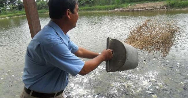 Không sử dụng kháng sinh trong thức ăn thủy sản