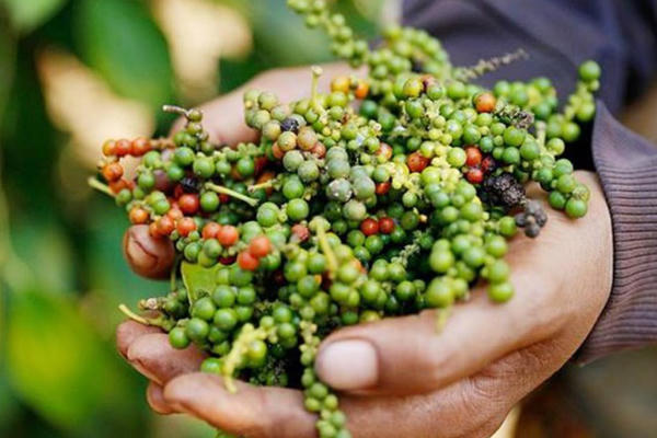 Xuất khẩu hạt tiêu sang Thái Lan tăng đột biến 125%