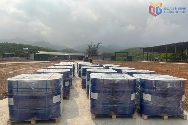 Lần đầu xuất khẩu tinh dầu quế Ba Chẽ sang Mỹ Lần đầu xuất khẩu tinh dầu quế Ba Chẽ sang Mỹ