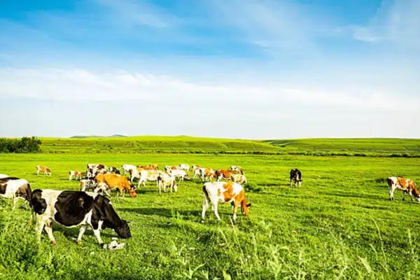 Số hóa để nâng cao sức cạnh tranh cho ngành chăn nuôi