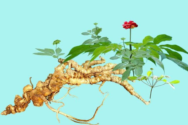 Ứng dụng công nghệ kiểm tra ADN để ngăn chặn sâm Ngọc Linh giả