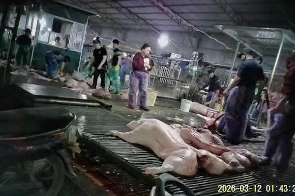 Phát hiện gần 300 tấn thịt lợn nhiễm dịch tả châu Phi được bán ở Hà Nội Phát hiện gần 300 tấn thịt lợn nhiễm dịch tả châu Phi được bán ở Hà Nội