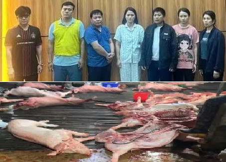 Khởi tố nhóm đối tượng mua bán hơn 300 tấn lợn nhiễm dịch tả Châu Phi Khởi tố nhóm đối tượng mua bán hơn 300 tấn lợn nhiễm dịch tả Châu Phi