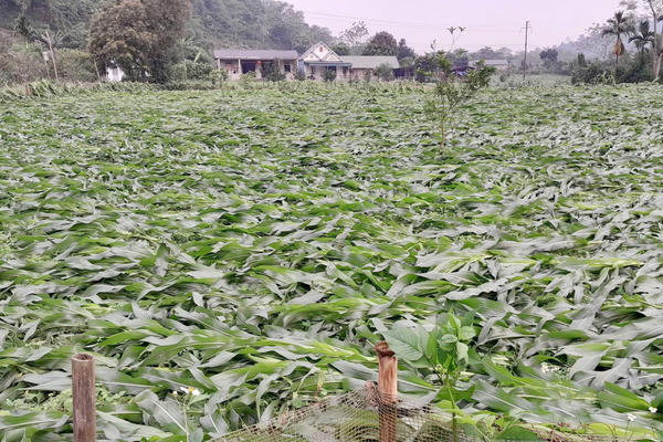 Mưa đá kèm theo giông lốc ở Tuyên Quang khiến 1 người tử vong, hàng trăm nhà dân bị tốc mái Mưa đá kèm theo giông lốc ở Tuyên Quang khiến 1 người tử vong, hàng trăm nhà dân bị tốc mái