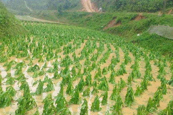 Mưa đá khiến 743 mái nhà dân tại Cao Bằng bị ảnh hưởng, thiệt hại 38ha hoa màu