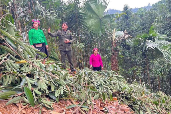 Lào Cai cảnh báo khu vực nguy hiểm và cực kỳ nguy hiểm về cháy rừng