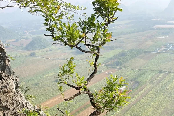 Kiểm lâm thu giữ hàng trăm cây muội hồng, xử phạt hơn trăm triệu đồng
