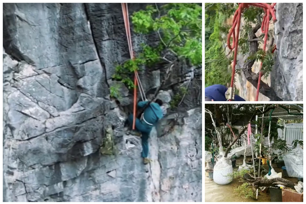 "Cơn sốt" Muội hồng: Khi báu vật rừng xanh bị "bức tử" bởi thú chơi nhất thời "Cơn sốt" Muội hồng: Khi báu vật rừng xanh bị "bức tử" bởi thú chơi nhất thời