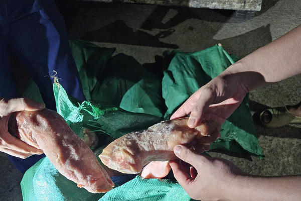 Chặn đứng gần 1 tấn móng giò lợn không rõ nguồn gốc trên xe tải ở Lạng Sơn