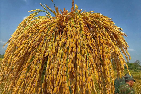 Đột phá năng suất từ giống lúa CT68 và “tấm khiên” công nghệ số bảo vệ nhà nông Đột phá năng suất từ giống lúa CT68 và “tấm khiên” công nghệ số bảo vệ nhà nông