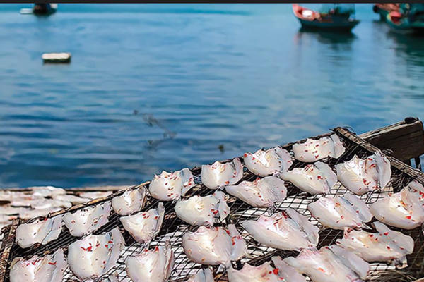 Sầm Sơn dành 22,5ha đất xây cụm công nghiệp quy hoạch làng nghề chế biến hải sản Sầm Sơn dành 22,5ha đất xây cụm công nghiệp quy hoạch làng nghề chế biến hải sản