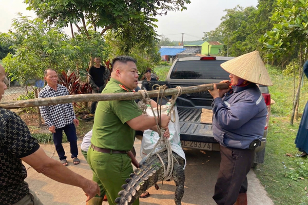 Quảng Ninh: Phát hiện cá sấu 50kg ở kênh mương, Công an xã Đường Hoa khẩn trương bắt giữ Quảng Ninh: Phát hiện cá sấu 50kg ở kênh mương, Công an xã Đường Hoa khẩn trương bắt giữ