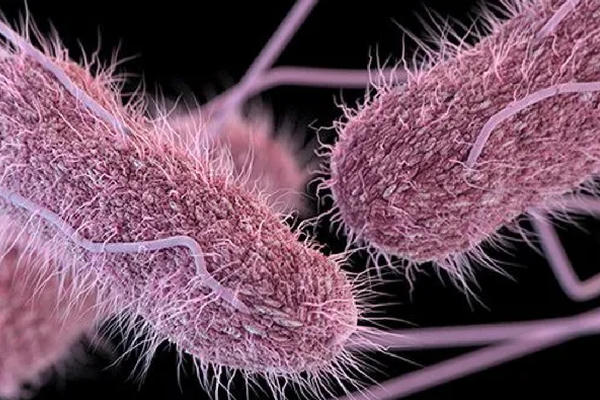 Cảnh báo nguy cơ ngộ độc thực phẩm học đường từ vi khuẩn Salmonella Cảnh báo nguy cơ ngộ độc thực phẩm học đường từ vi khuẩn Salmonella