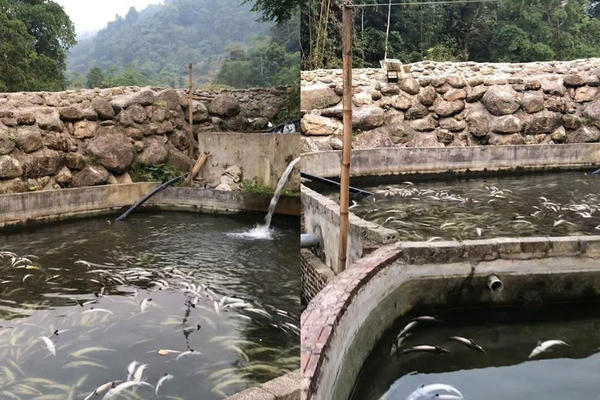 Cá tầm chết bất thường ở Tuyên Quang, người nuôi khóc ròng