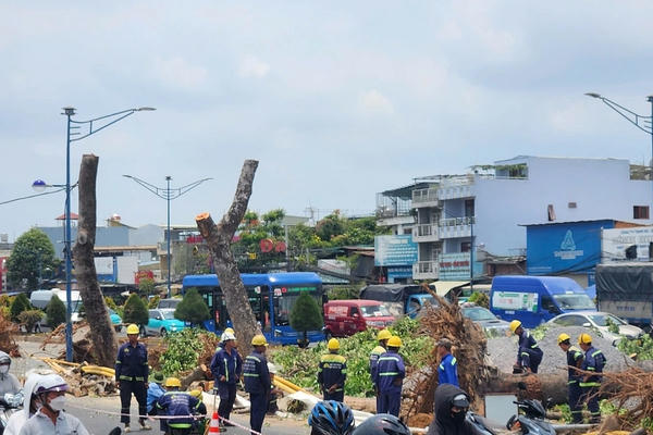 TP HCM chặt hạ hàng loạt cây cổ thụ trên đường Trường Chinh để làm ga metro ngầm TP HCM chặt hạ hàng loạt cây cổ thụ trên đường Trường Chinh để làm ga metro ngầm
