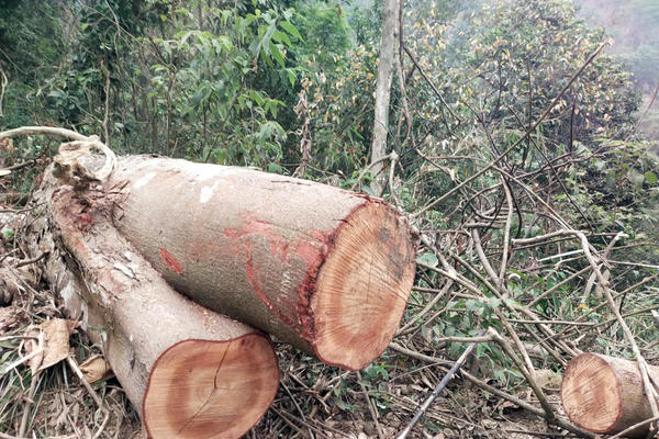 Xuất hiện tình trạng khai thác rừng Keo trái phép trên hồ Đá Rỗng 