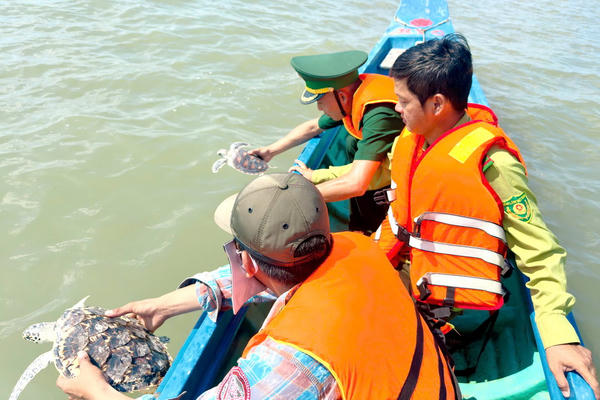 Đồn Biên phòng Tam Giang Tây thả các cá thể rùa biển quý hiếm về môi trường tự nhiên