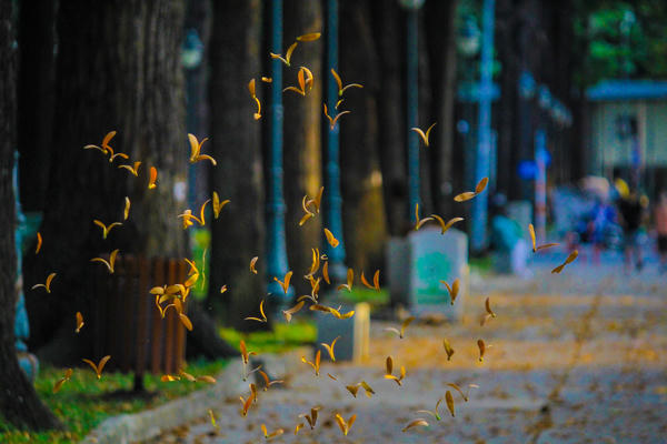 Những cánh hoa rời cành