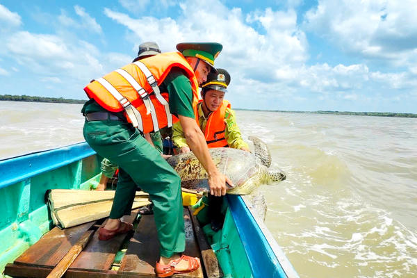 Đồn Biên phòng Tam Giang Tây tiếp tục thả cá thể vích quý hiếm về vùng biển Cà Mau