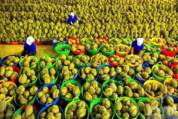 Xuất khẩu rau quả 4 tháng đạt hơn 2 tỷ USD