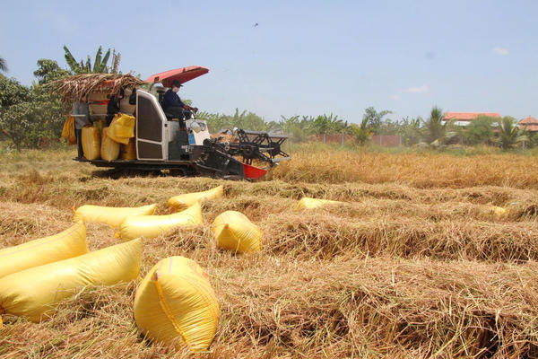 Cà Mau giải bài toán nâng tầm giá trị hạt gạo: Kết nối sản xuất – tiêu thụ theo chuỗi giá trị bền vững