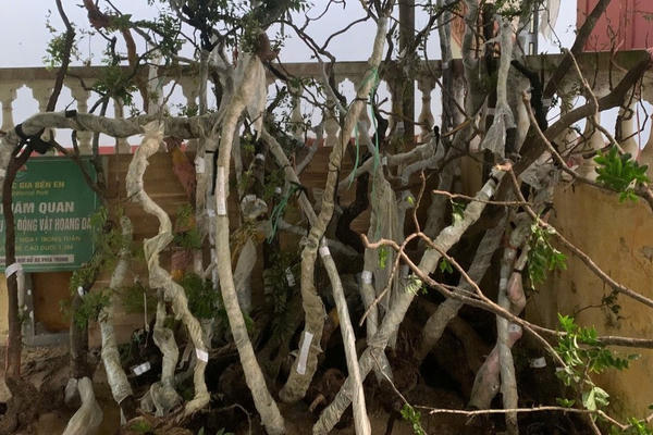 Phát hiện hàng trăm cây muội hồng không rõ nguồn gốc tại vườn một hộ dân