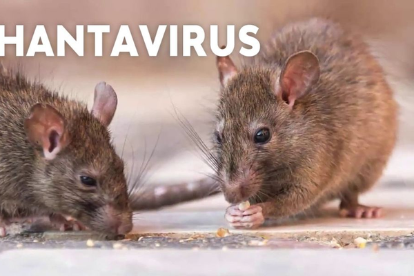 Bộ Y tế hướng dẫn phòng virus Hanta sau chùm ca bệnh tử vong trên tàu quốc tế