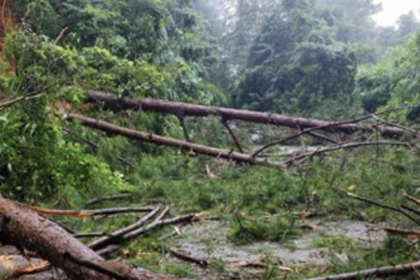 Khẩn trương xử lý sạt lở Quốc lộ 28: Lâm Đồng chuyển đổi hơn 5 ha rừng phục vụ công trình khẩn cấp