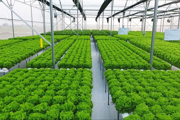 TP HCM triển khai 88 mô hình khuyến nông, thúc đẩy nông nghiệp xanh và bền vững TP HCM triển khai 88 mô hình khuyến nông, thúc đẩy nông nghiệp xanh và bền vững