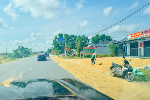 Thực trạng người dân phơi lúa trên đường quốc lộ gây mất an toàn giao thông tại Quảng Trị