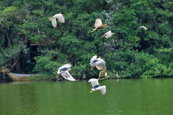 Vũ điệu diệc, vạc giữa lòng Hà Nội: Bản giao hưởng thiên nhiên bên hồ cổ kính