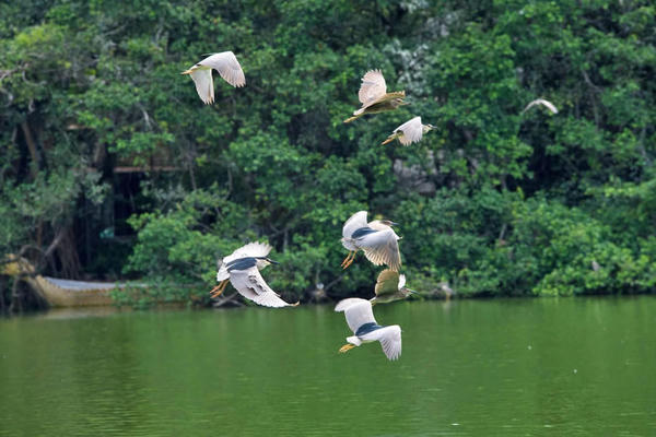 Đừng biến tiếng chim trời thành ký ức…