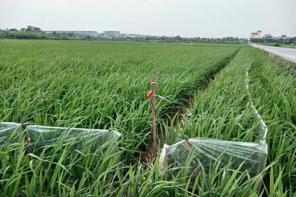 Bị khởi tố tội "Giết người" vì giăng điện bẫy chuột khiến hàng xóm thiệt mạng