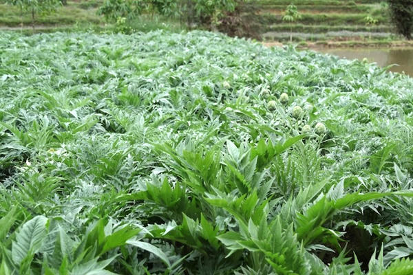 Lào Cai thành lập Ban Chỉ đạo phát triển dược liệu Lào Cai thành lập Ban Chỉ đạo phát triển dược liệu