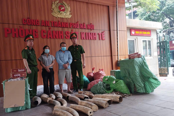 Công an Hà Nội bắt giữ đường dây tàng trữ, vận chuyển, mua bán ngà voi và thuốc lá lậu