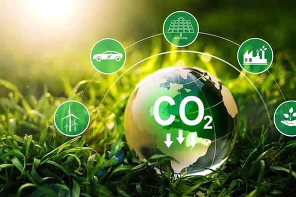 Chính phủ quy định về dịch vụ hấp thụ và lưu giữ carbon của rừng