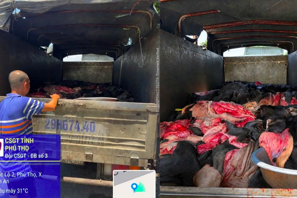 CSGT Phú Thọ chặn đứng hơn 4 tấn da trâu, bò bốc mùi hôi thối trên đường về Hà Nội