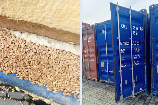 Chậm bàn giao lô lúa mì nhập khẩu, doanh nghiệp lao đao vì chi phí phát sinh Chậm bàn giao lô lúa mì nhập khẩu, doanh nghiệp lao đao vì chi phí phát sinh