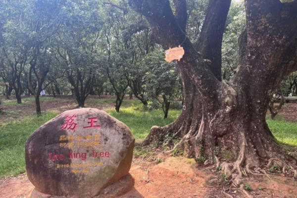 Quả vải cổ thụ Trung Quốc giá gần 4 triệu đồng và góc nhìn về định vị nông sản Việt
