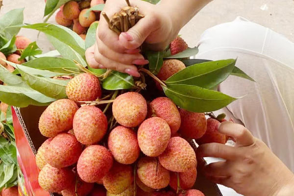 Bắc Ninh: Vải thiều đầu vụ được giá, xuất khẩu sang nhiều thị trường có yêu cầu cao
