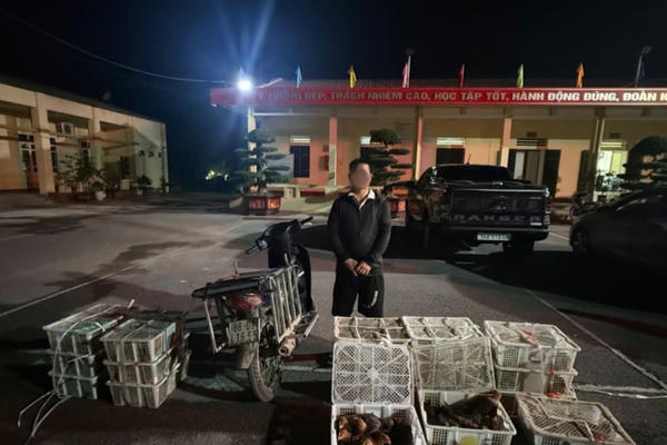 Quảng Ninh: Ngăn chặn vụ vận chuyển gia cầm giống không rõ nguồn gốc ở biên giới