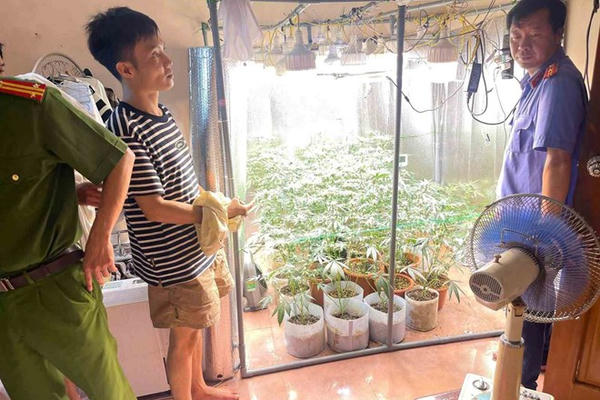 Phát hiện người đàn ông trồng 35 chậu cần sa bằng hệ thống hiện đại tại nhà Phát hiện người đàn ông trồng 35 chậu cần sa bằng hệ thống hiện đại tại nhà