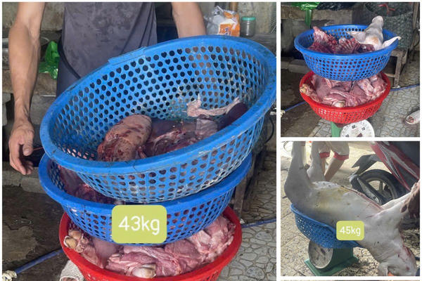 Khởi tố các đối tượng thu mua lợn mắc bệnh để đưa vào giết mổ, tiêu thụ Khởi tố các đối tượng thu mua lợn mắc bệnh để đưa vào giết mổ, tiêu thụ