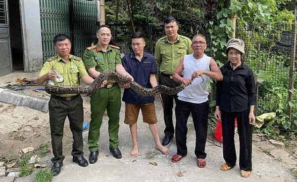 Khống chế và giao nộp cá thể trăn hoang dã đi vào khu dân cư giao cho lực lượng chức năng