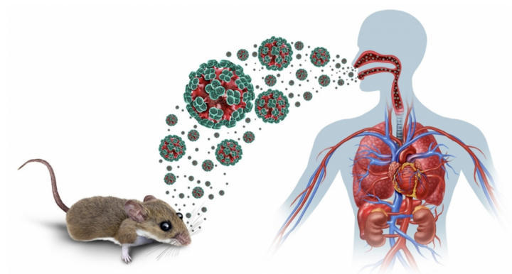 Bản tin tổng hợp 05/07: Bộ Y tế cập nhật thông tin về bệnh do virus Hanta Bản tin tổng hợp 05/07: Bộ Y tế cập nhật thông tin về bệnh do virus Hanta