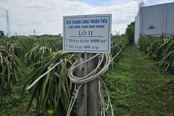 Đơn giản hóa thủ tục cấp mã số vùng trồng nhằm thúc đẩy xuất khẩu Đơn giản hóa thủ tục cấp mã số vùng trồng nhằm thúc đẩy xuất khẩu