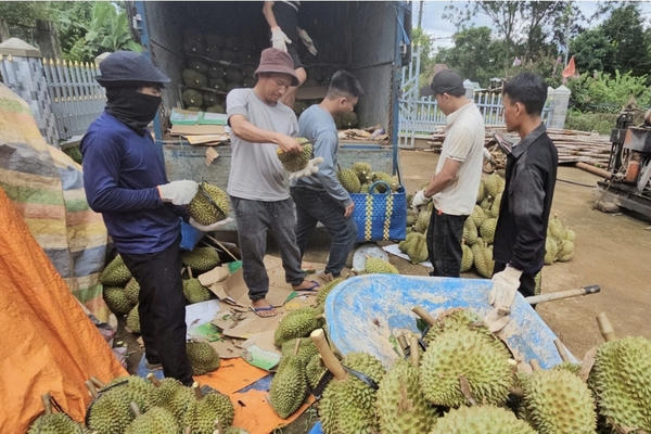 Hải quan yêu cầu ưu tiên thông quan nông sản, không để doanh nghiệp xuất khẩu sầu riêng phát sinh chi phí