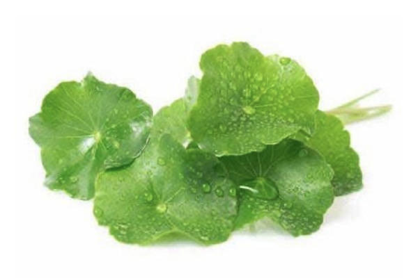 Thanh Hóa đăng ký bảo hộ thương hiệu "Rau má Hàm Rồng" Thanh Hóa đăng ký bảo hộ thương hiệu "Rau má Hàm Rồng"